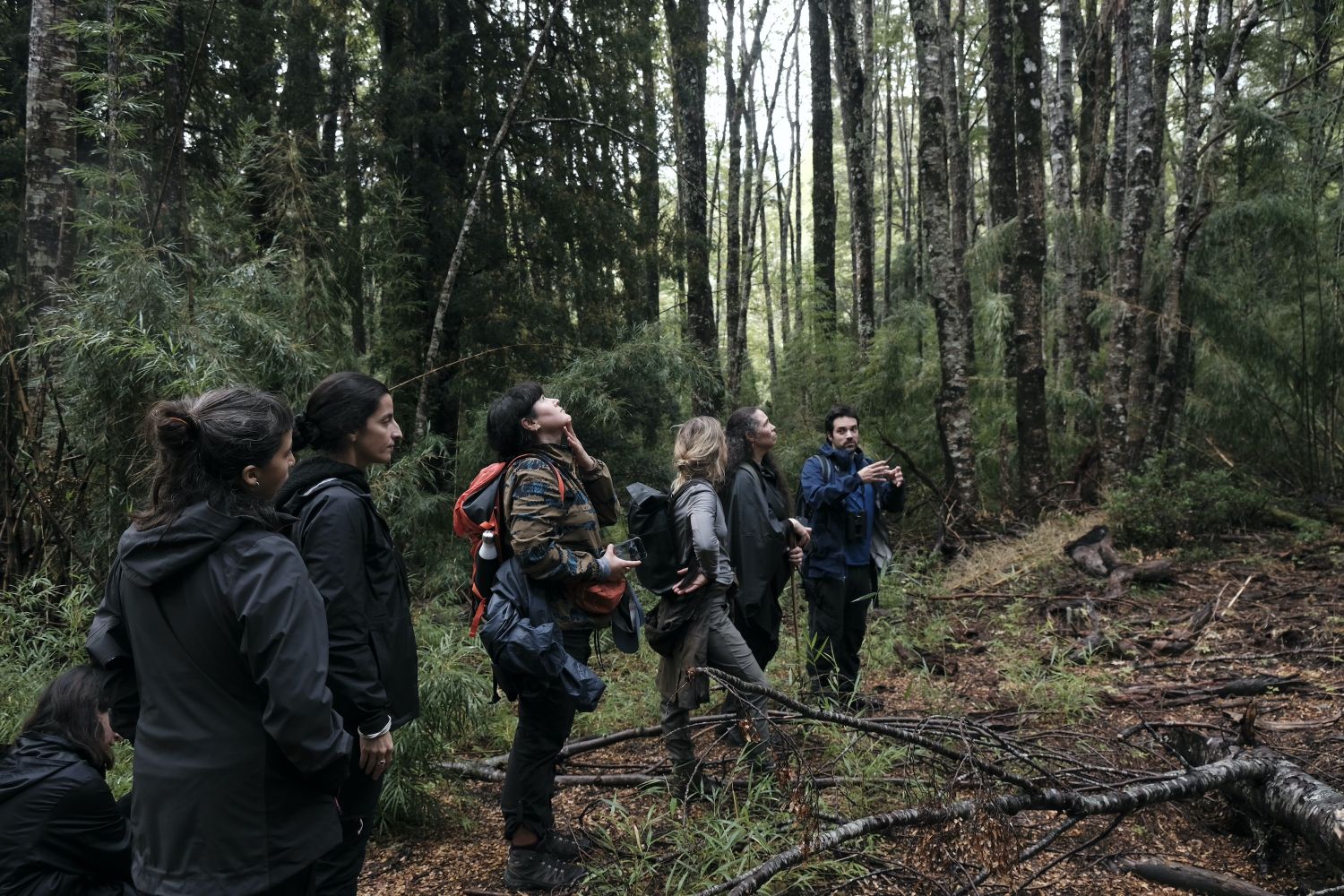 Charla-caminata por Bosque Pehuén durante el programa de residencias Ecologías de Fuego junto a Sebastián Carrasco, encargado de proyecto de conservación de Fundación Mar Adentro, Sophie Halart, investigadora asociada de las residencias. Rocío Olmos, 2024.