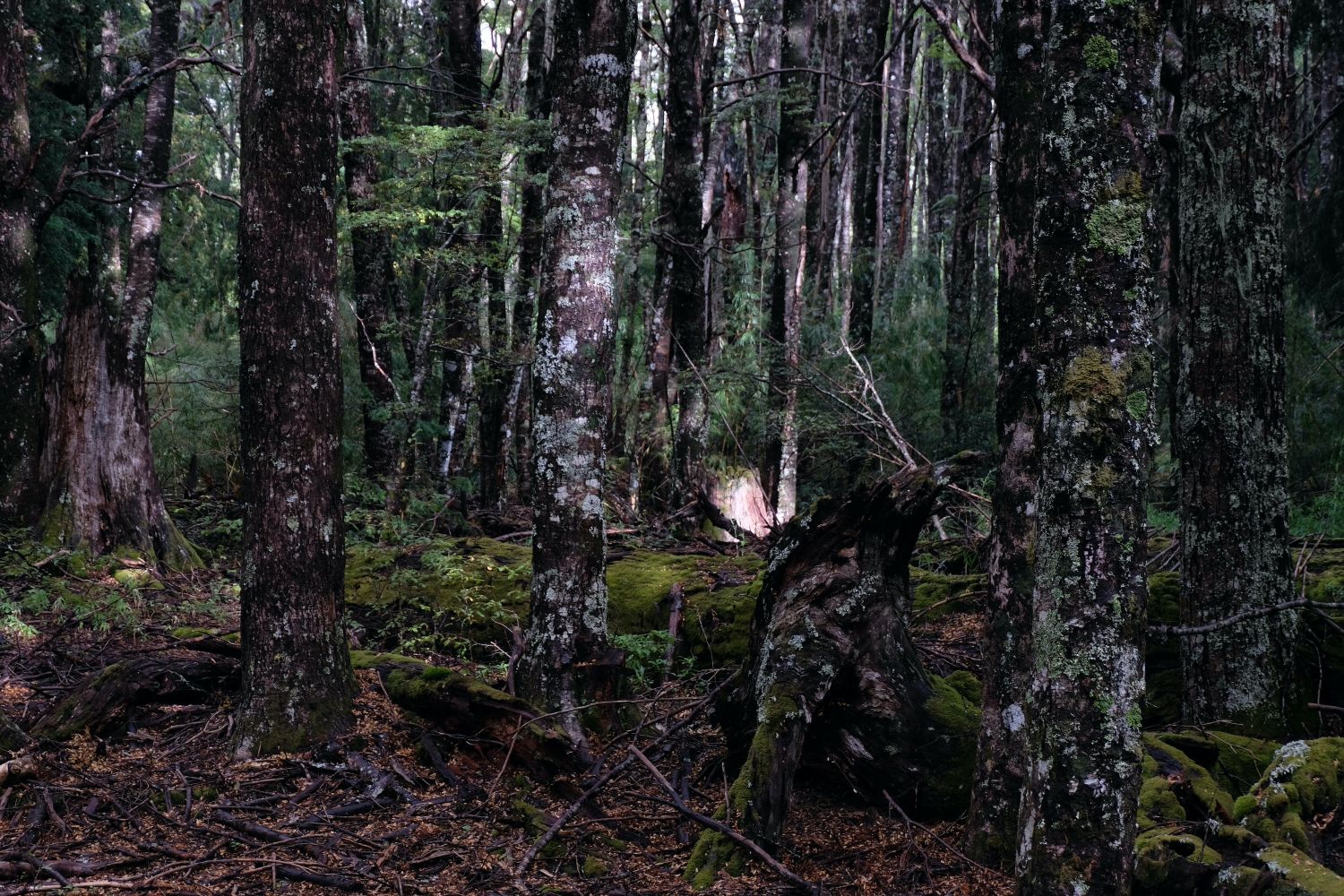 Bosque Pehuén, La Araucanía, Chile. Maya Errázuriz, 2024.
