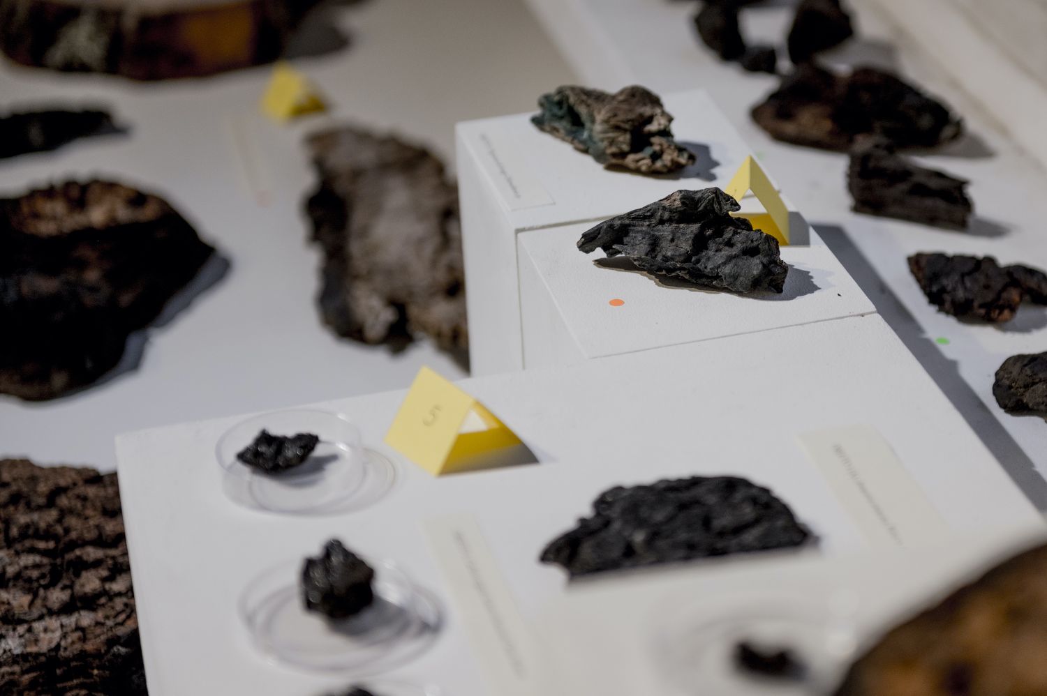Installation by Gianna Salamanca presented in the public residency program Bosque Pehuén - Ecologies of Fire at Casa Varas, a cultural center in Temuco, La Araucanía, April 2024. During her research, she collected various charcoal samples in Bosque Pehuén. Marcos Maldonado.