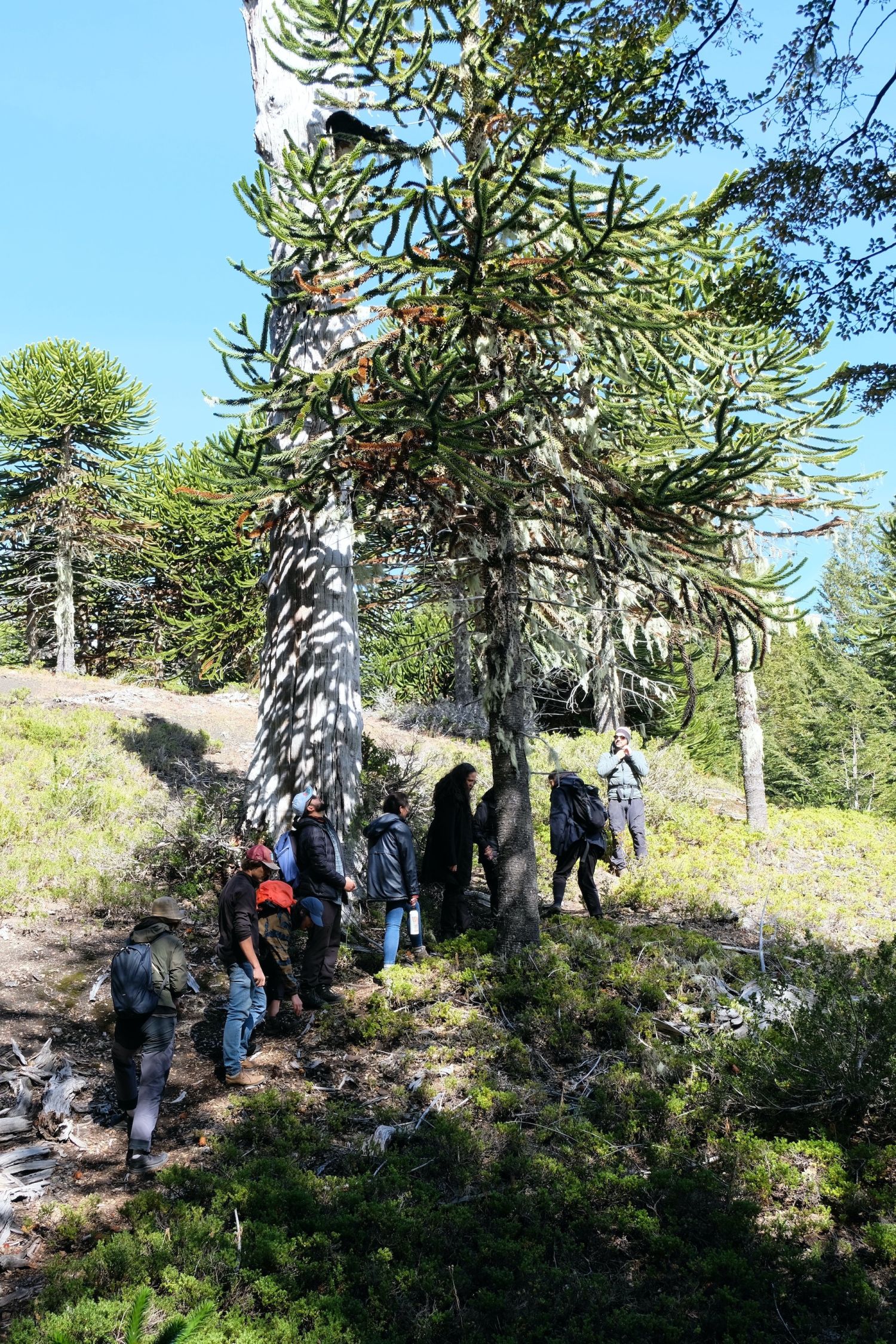 Field school in Bosque Pehuén, an exchange between Smart Forests, Fundación Mar Adentro and Ecologías de Fuego residents. The image features an araucaria tree. Maya Errázuriz, 2024.