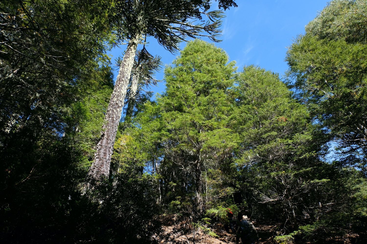 Bosque Pehuén, La Araucanía, Chile. Maya Errázuriz, 2024. 