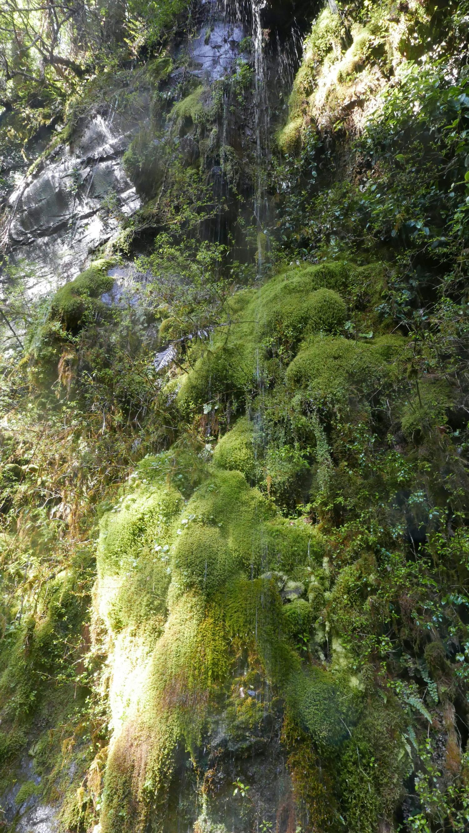 Casacada de la felicidad, Bosque Pehuén. Jennifer Gabrys, 2024.