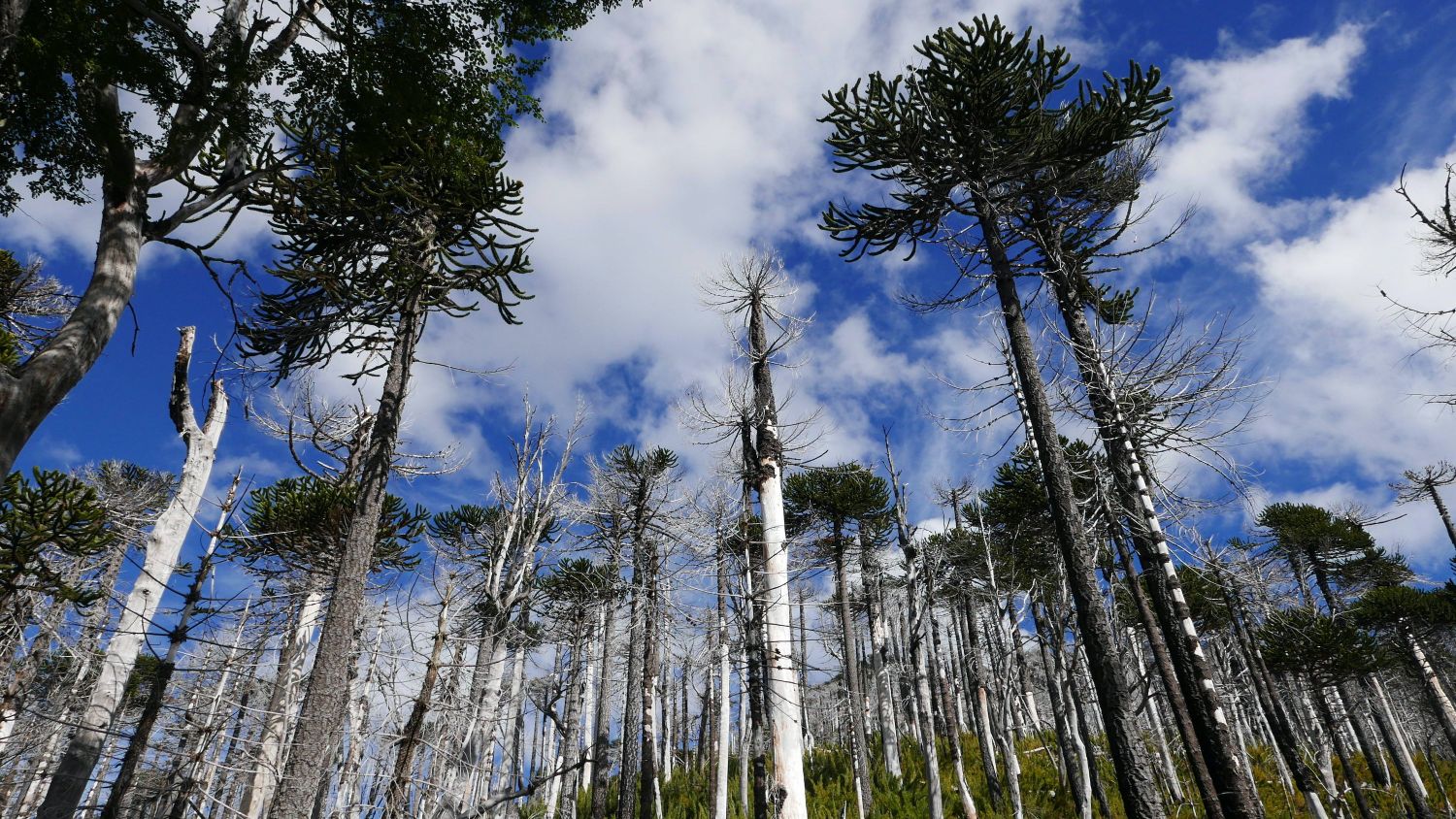 China Muerta National Reserve burn site. Jennifer Gabrys, 2024.
