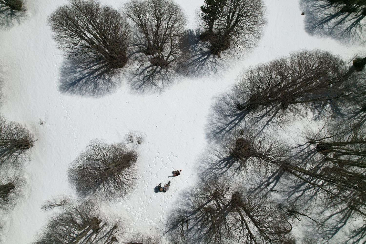 Bosque Pehuén drone view. Jennifer Gabrys, 2023.