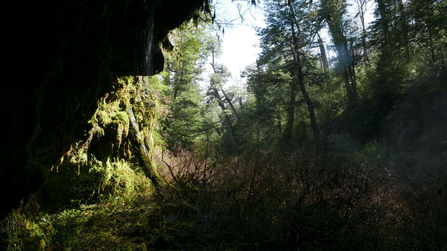 Vista desde el interior del Salto de la Mariposa en Bosque Pehuén. Jennifer Gabrys, 2024.