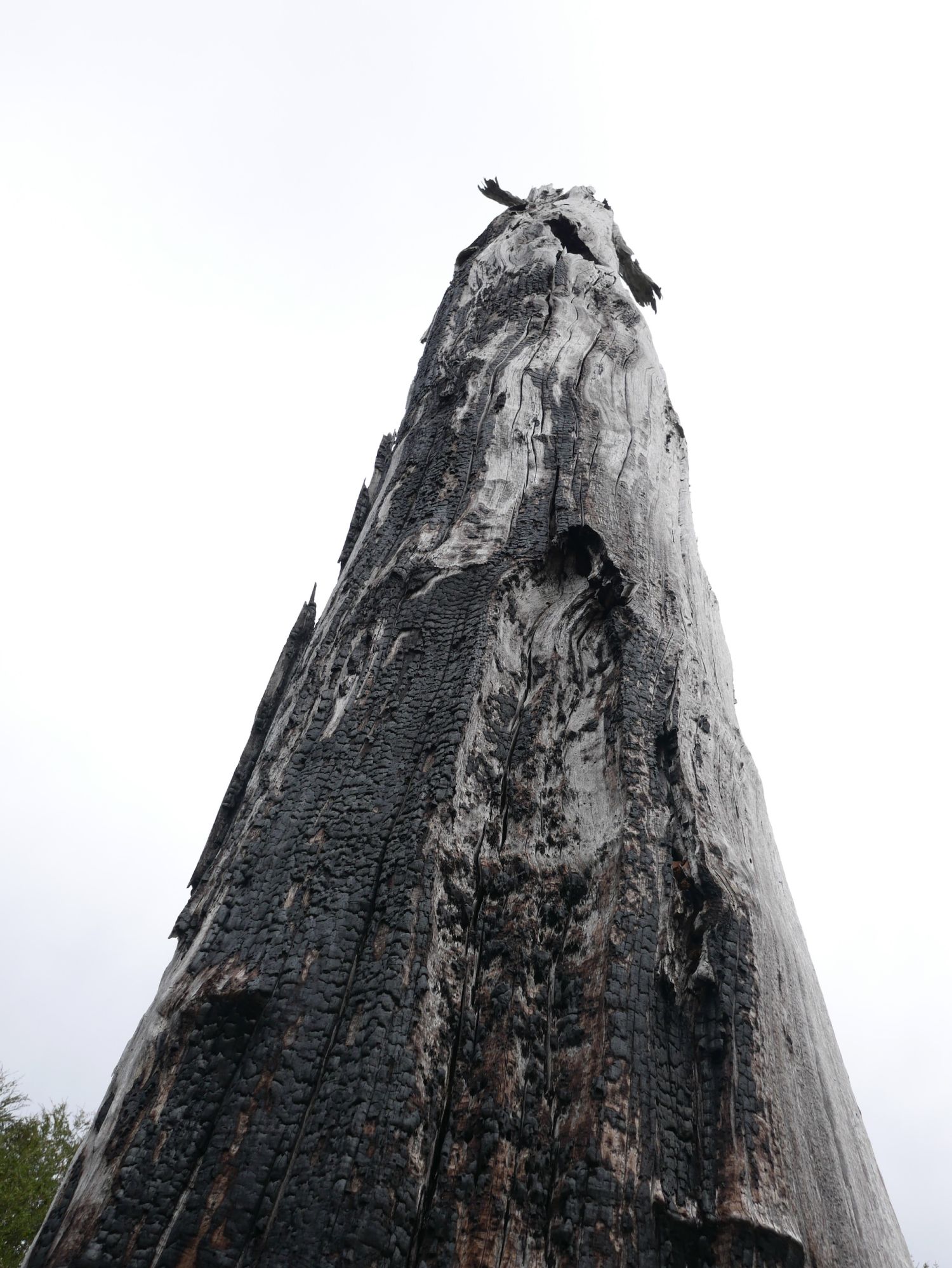 Rastros de incendios históricos en Bosque Pehuén. Jennifer Gabrys, 2024.