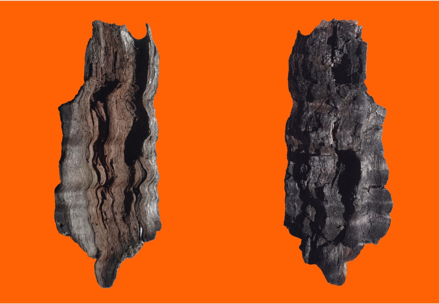 Object 5. Composition of various coihue bark fragments, possibly struck by lightning, collected in Bosque Pehuén, 2024. Various fragments with traces of charcoal are visible. 