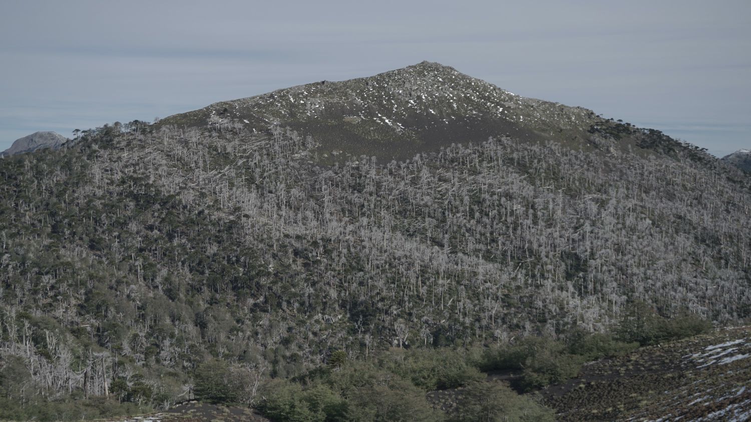 Overview of the large-scale mortality of A. araucana and N. dombeyi in the China Muerta National Reserve, 2024.