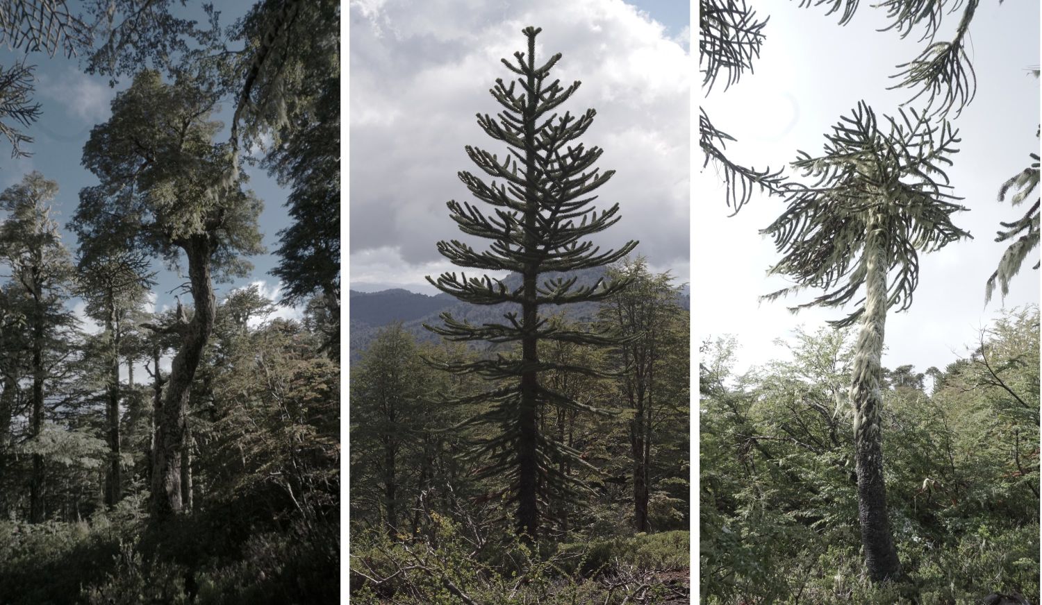 Record 6. Pehuén Forest, 2024.
