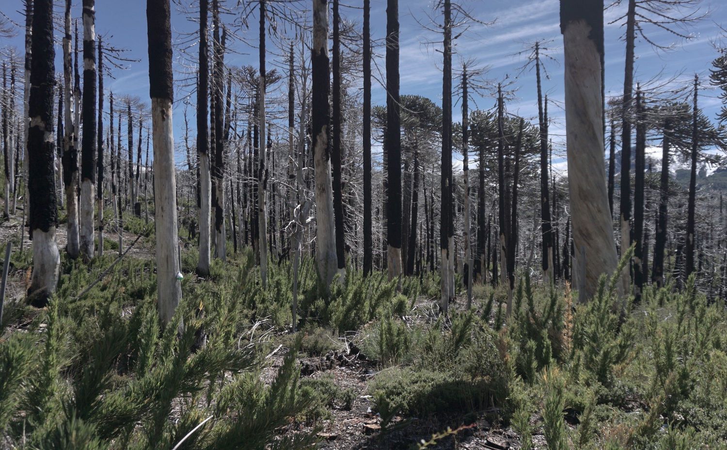Record 4. Expansion of Chusquea quila in areas affected by the severe fire that occurred in the China Muerta National Reserve (2024).