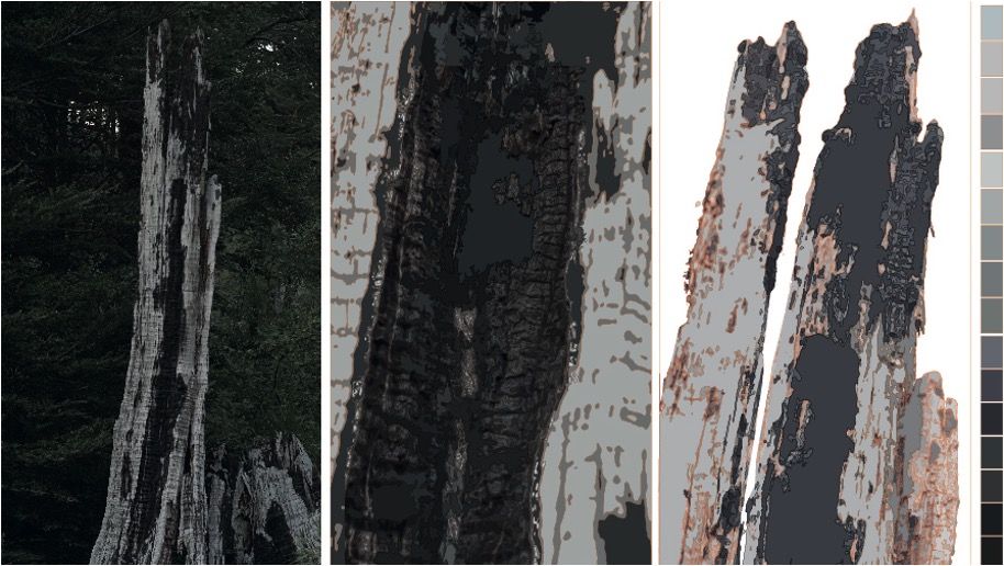 Object 5. Composition of various coihue bark fragments, possibly struck by lightning, collected in Bosque Pehuén, 2024. Various fragments with traces of charcoal are visible. 