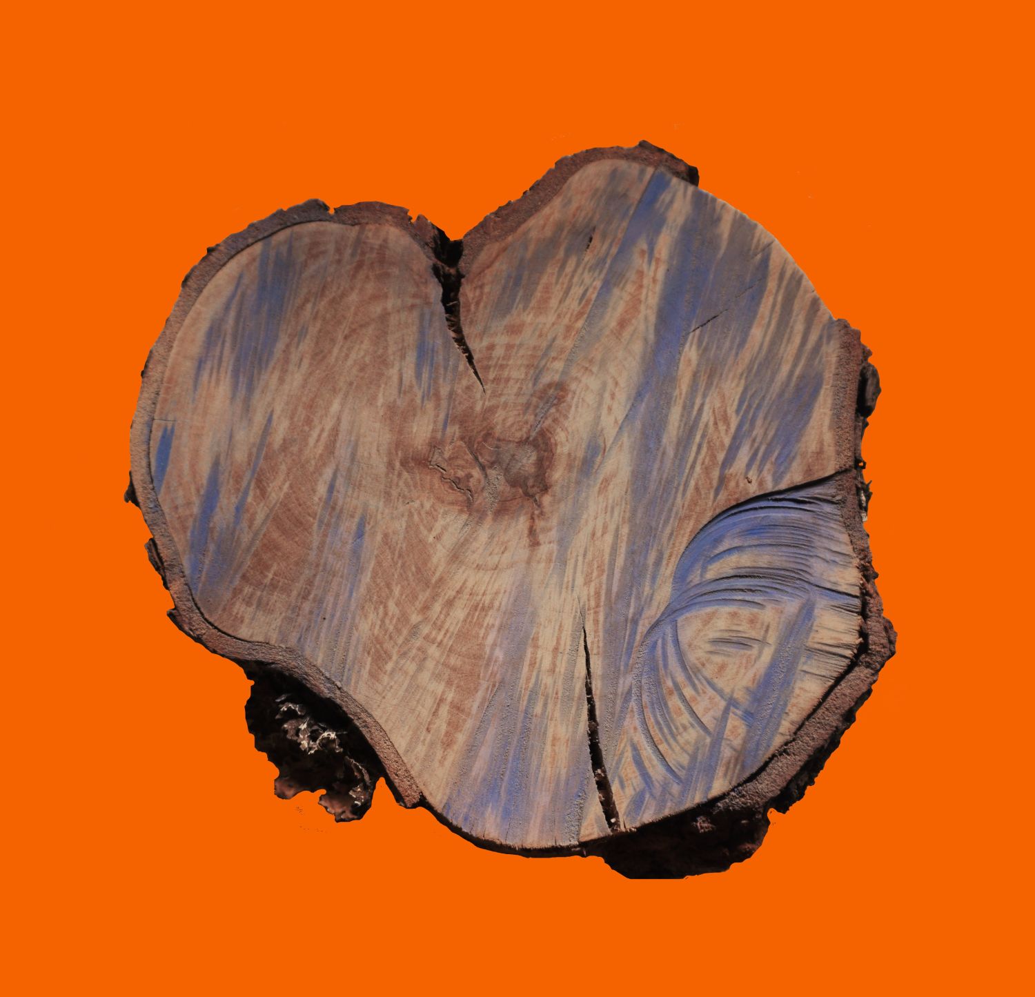 Object 6. Cross section of the trunk of a Nothofagus dombeyi tree. Collected in Bosque Pehuén, 2024.
