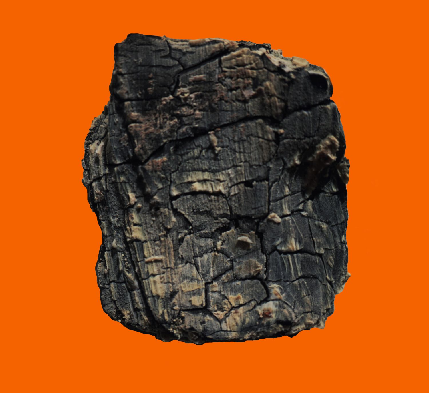 Object 2. Charred coigüe (Nothofagus dombeyi) from Bosque Pehuén, 2024.
