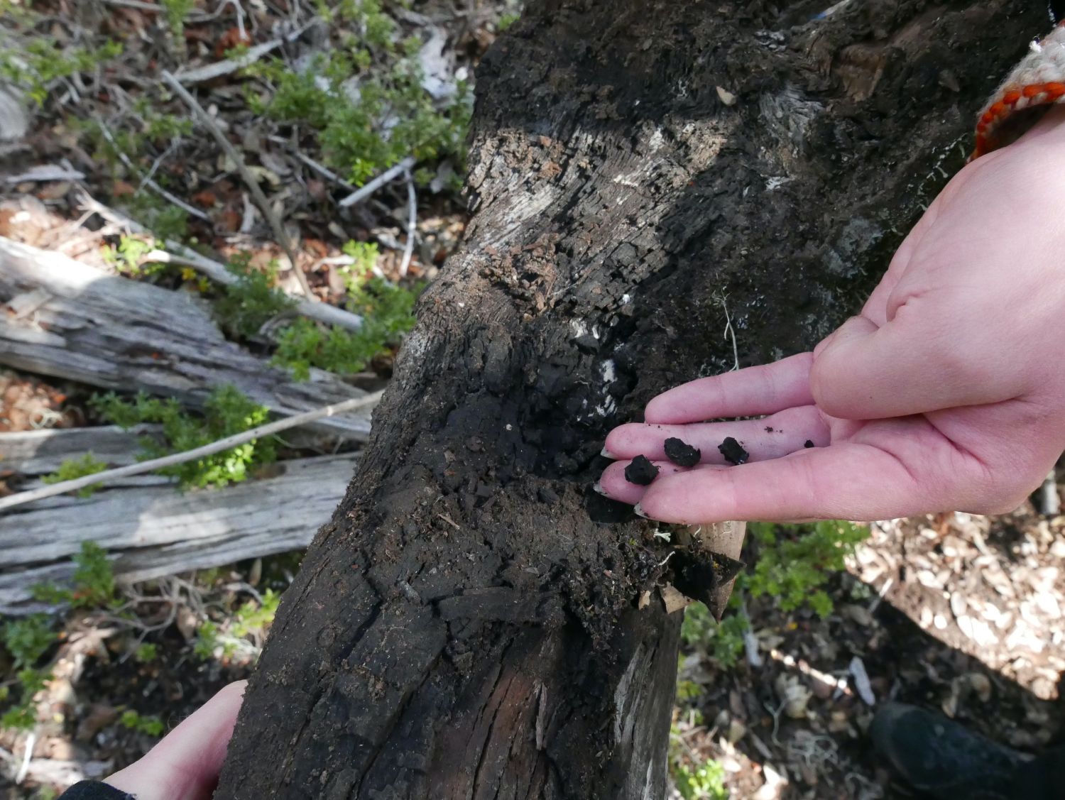 Field School and walk investigating fire residue at Bosque Pehuén. Jennifer Gabrys, 2024.