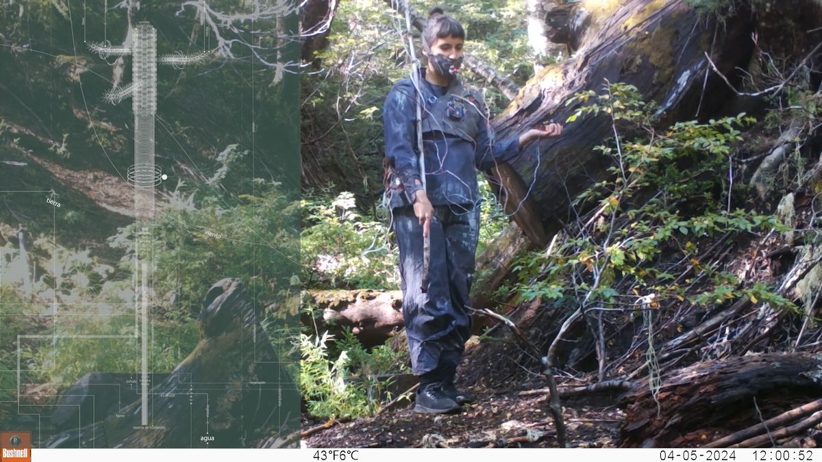 Imagen capturada por cámara trampa de Fernanda López Quilodrán recorriendo Bosque Pehuén con su traje de medición de CO2 de tres para dialogar, por medio de la exhalación, con el bosque y el aire. Sobre la imagen fragmento de diagrama de flujo de las relaciones químicas de la Araucaria y el Bosque. Residencias Bosque Pehuén–Ecologías de Fuego, La Araucanía, Chile, 2024.