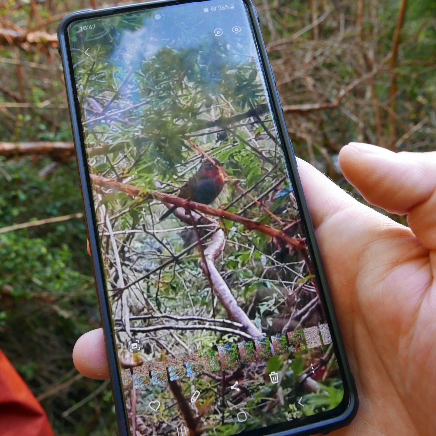 Identificación de aves durante el trabajo de campo. Pablo González Rivas para Smart Forests, 2024.