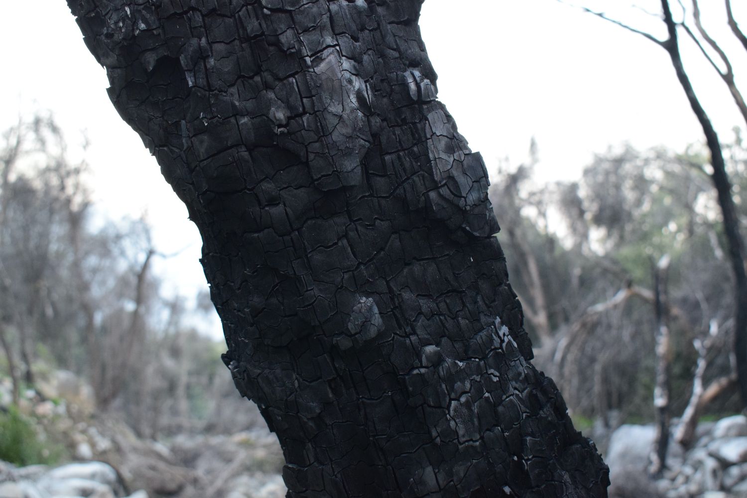 Evidence of past fires at EcoBrigada Chukaw Mahuida. Paula Tiara Torres for Smart Forests, 2024.
