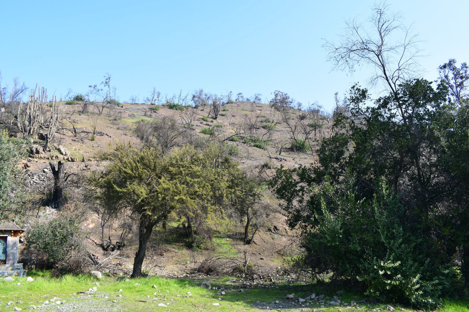 Altos de Cantillana, zona quemada y en regeneración. Pablo González Rivas para Smart Forests, 2024.