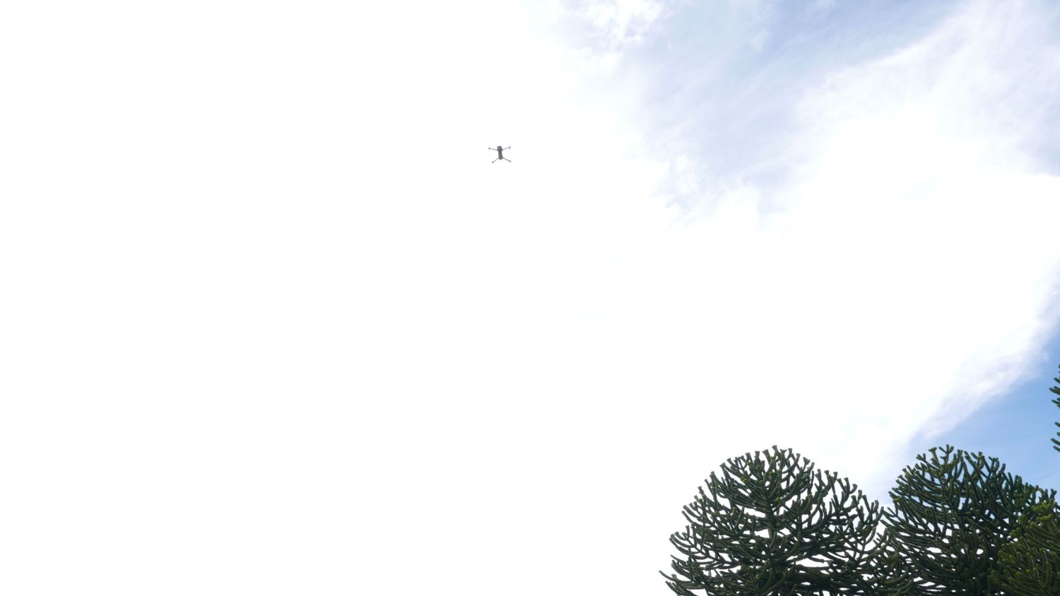 Drone monitoring Bosque Pehuén conservation area during Field School. Jennifer Gabrys, 2024.