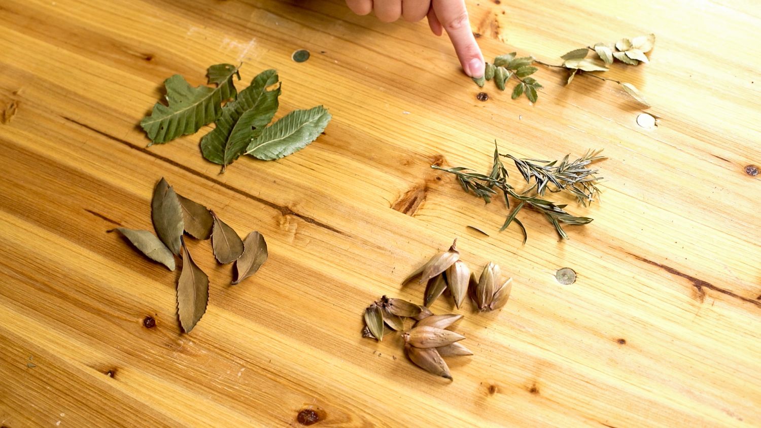 During the Ecologies of Fire residency programme, Valeria Palma characterised the flammability of five species present in Bosque Pehuen: Araucaria araucana (araucaria), Laureliopsis philippiana (tepa), Nothofagus alpina (raulí), Nothofagus dombeyi (coihue), Saxegothaea conspicua (female Mañío). Andrea Novoa, 2024.