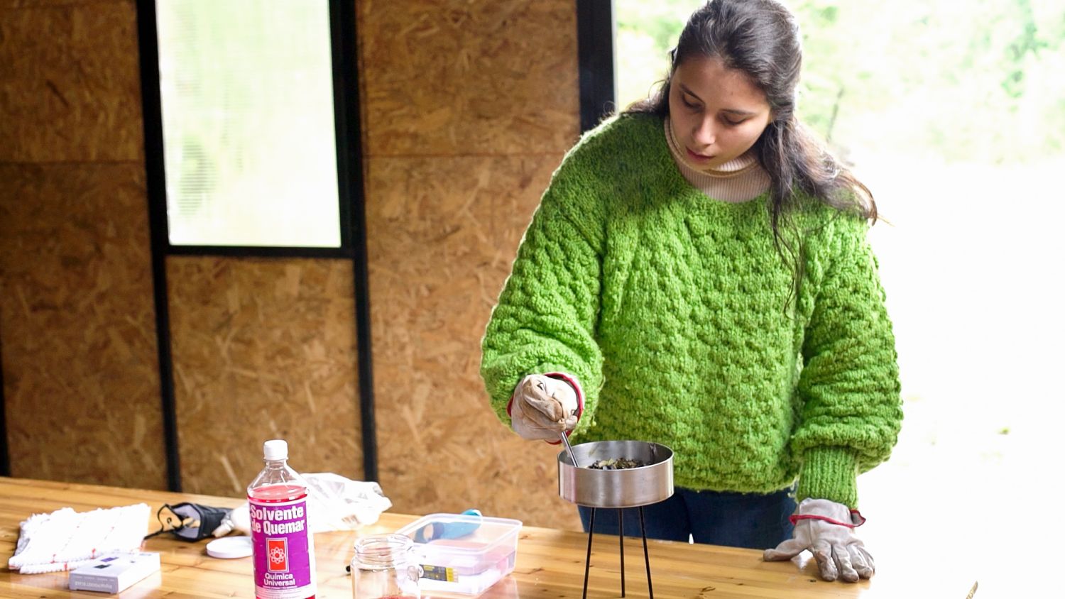 Durante el programa de residencies Ecologías de Fuego, Valeria Palma caracterizó la inflamabilidad de 5 especies presentes en Bosque Pehuen: Araucaria araucana (araucaria), Laureliopsis philippiana (tepa), Nothofagus alpina (raulí), Nothofagus dombeyi (coihue), Saxegothaea conspicua (Mañío hembra). Andrea Novoa, 2024.