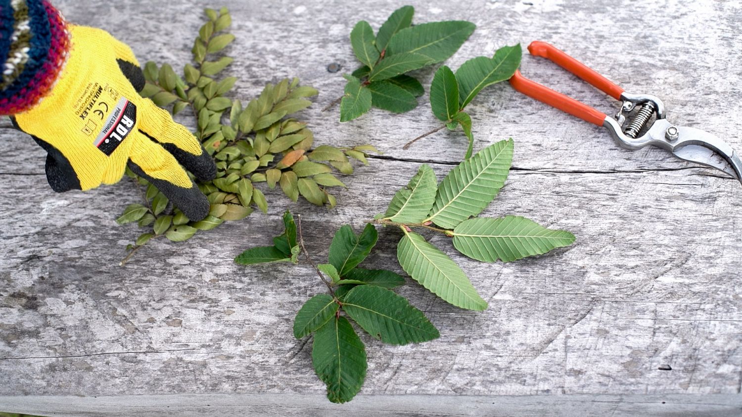 Raulí and coihue leaves collected by Valeria Palma for her research on the flammability of native species during the Bosque Pehuén – Ecologies of Fire residency program. Andrea Novoa, 2024.