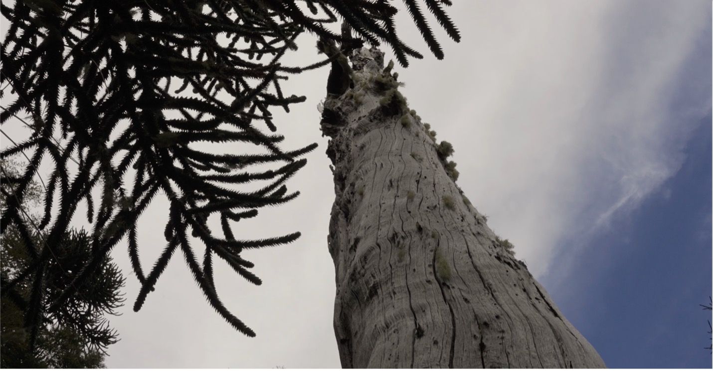 Smart Forests film view of araucaria trees in Bosque Pehuén conservation area. La Araucanía, Chile. Mind the Film with Smart Forests, 2025.