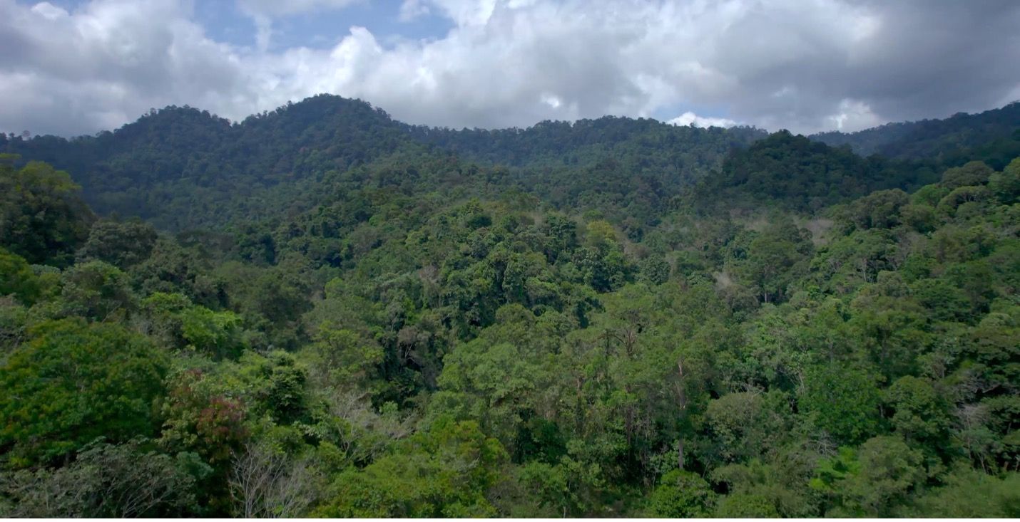 Smart Forests drone view of Bukit Barisan Forest. Bujang Raba, Indonesia. Mind the Film with Smart Forests, 2025.