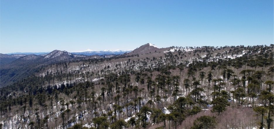 Smart Forests project drone footage showing Villarrica National Park adjacent to the Bosque Pehuén conservation area. La Araucanía, Chile. Jennifer Gabrys with Smart Forests, 2023.