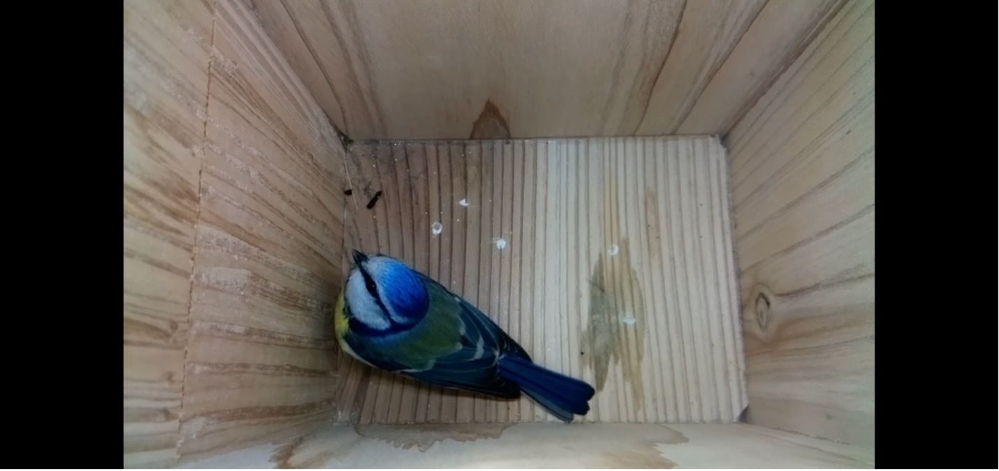 Smart Forests film showing birdbox web camera installed at Ecodorp Boekel. The Netherlands. Mind the Film with Smart Forests, 2025.