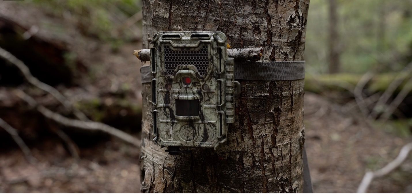 Smart Forests film showing camera trap at Bosque Pehuén conservation area. La Araucanía, Chile. Mind the Film with Smart Forests, 2025.