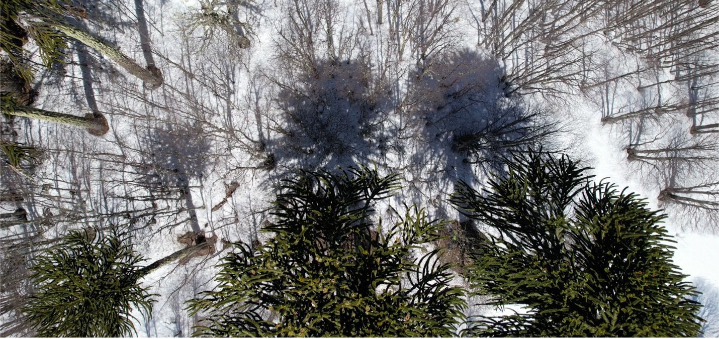 Smart Forests film showing Bosque Pehuén conservation area. La Araucanía, Chile. Mind the Film with Smart Forests, 2025.