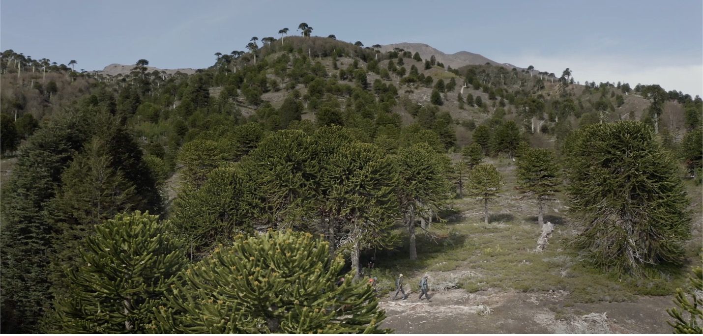 Smart Forests film showing walking workshop in Bosque Pehuén conservation area. La Araucanía, Chile. Mind the Film with Smart Forests, 2025.